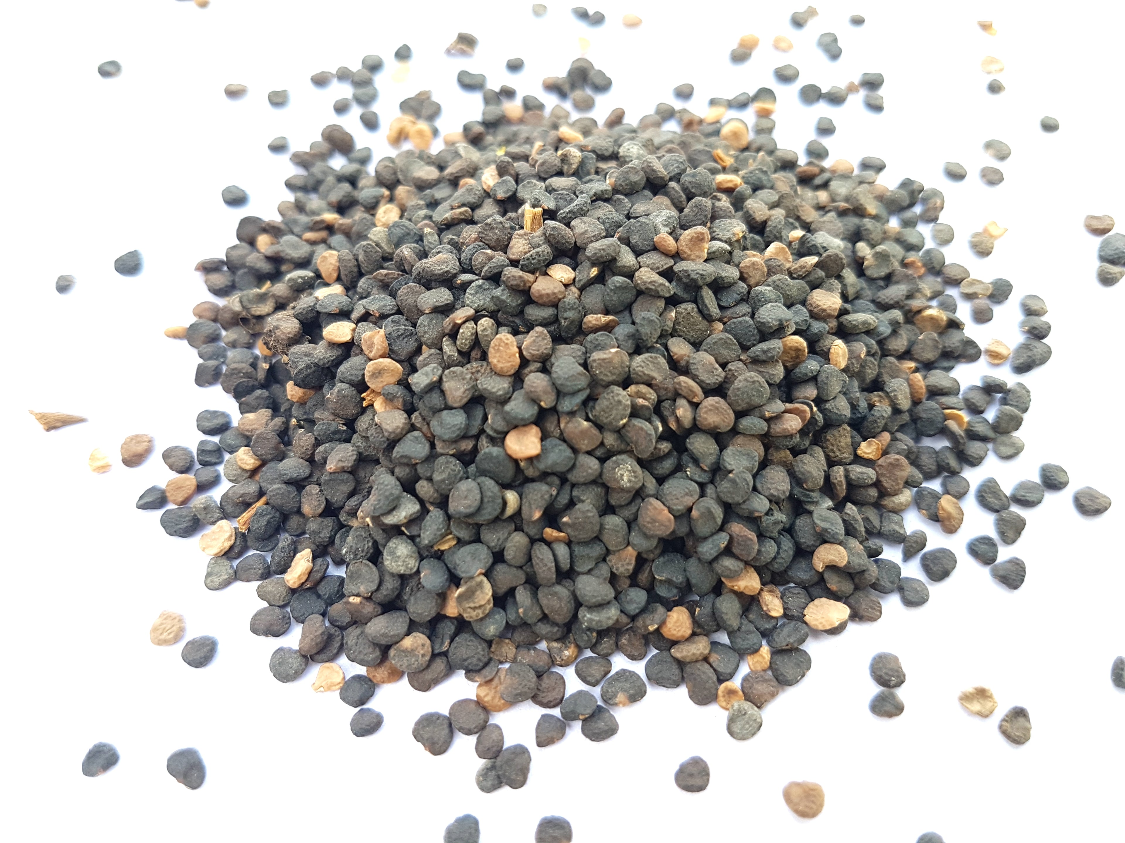 Dhatura Seeds | Satyanashi Seeds 1Kg
