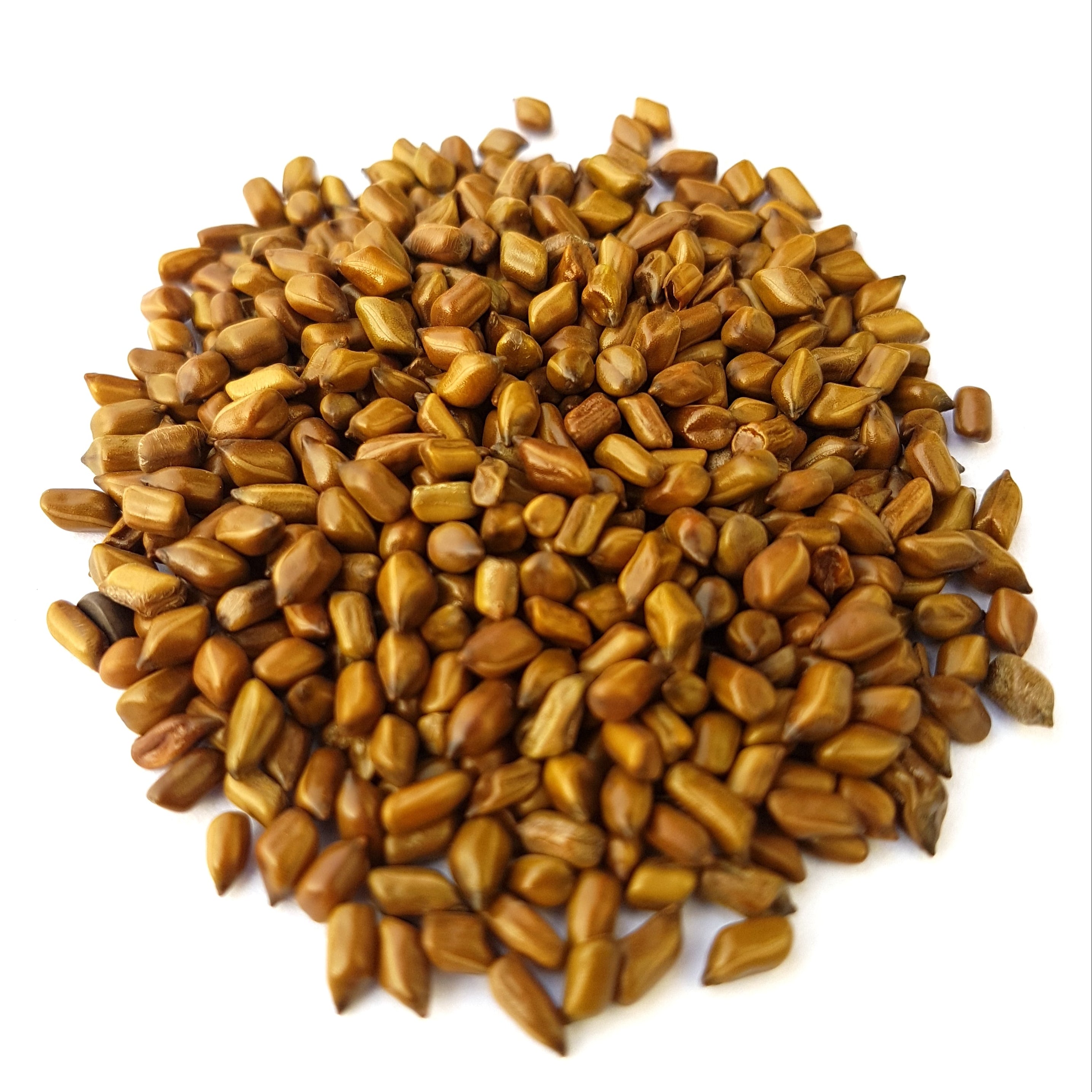 Panwad | Puwar | Cassia tora | Chakramarda | Sickle Senna 1Kg