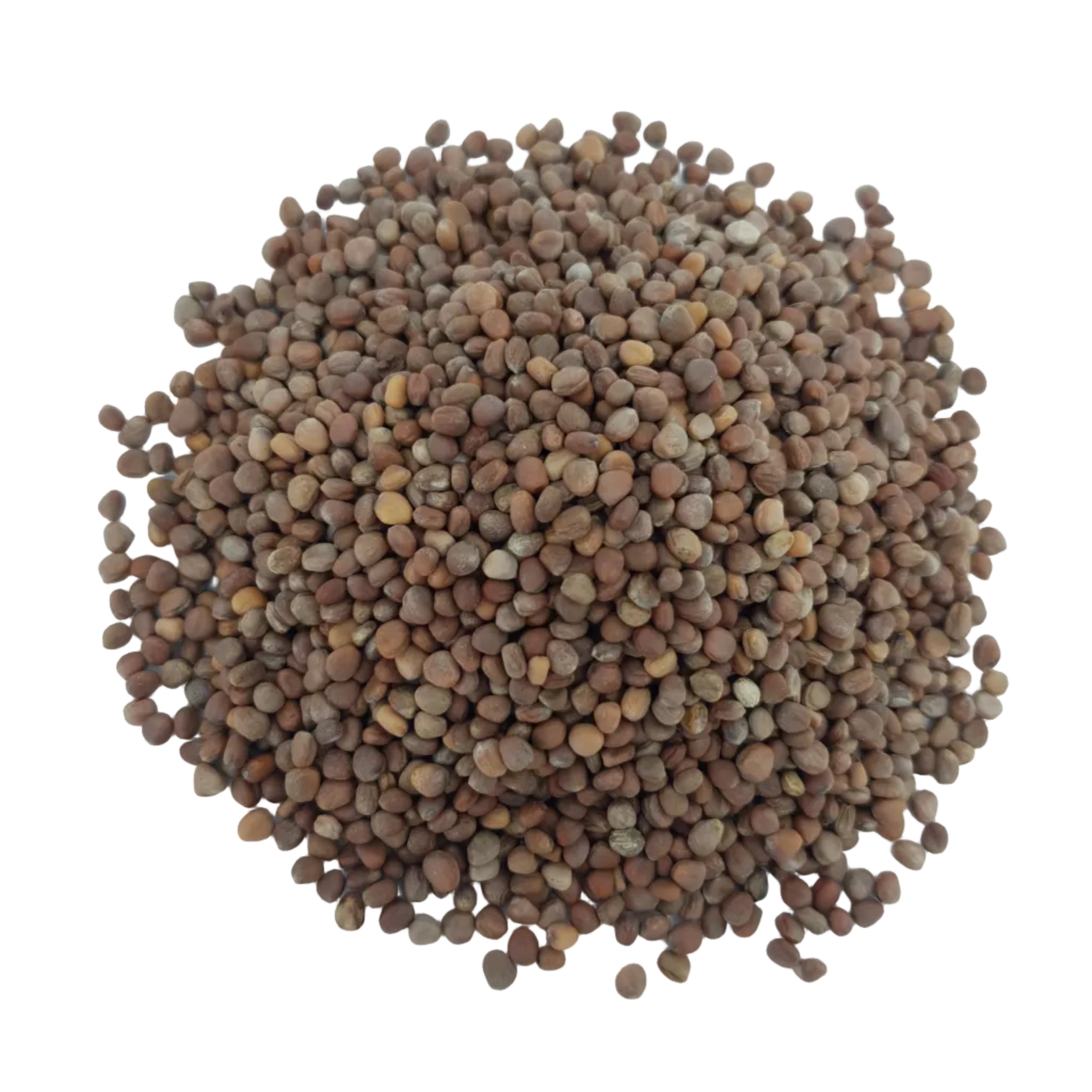 Radish Seeds | Mooli 1Kg