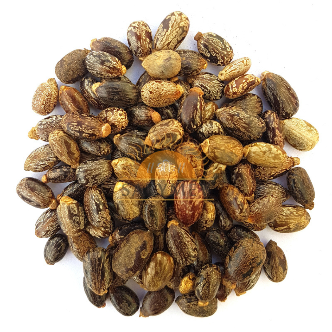 Castor Seeds | Arandi Beej 1Kg