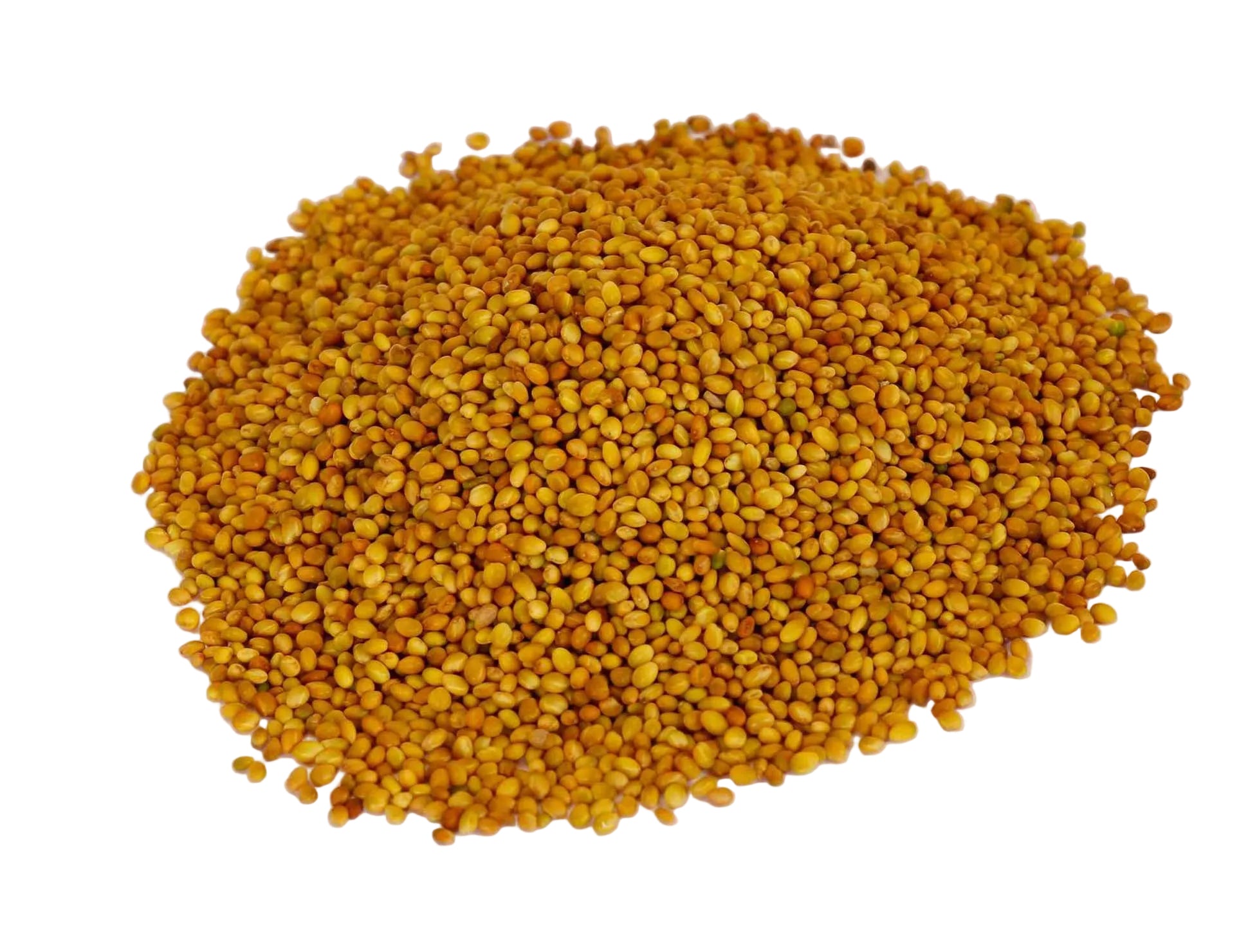 Barseem Seeds | Berseem | Clover Seeds 200g