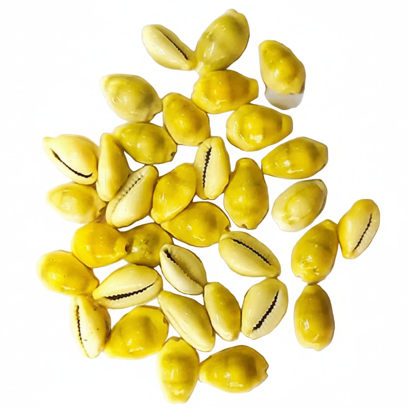 Kodi Peeli | Yellow Kawri | Cowrie Sea Shell | Laxmi and Diwali Pooja Article Kaudi Shells (Natural Yellow) 100 Pieces